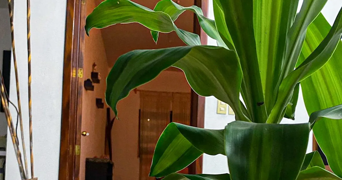 Chandan spa