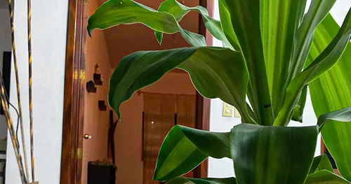 Chandan spa, negocios en Guadalajara, Jalisco