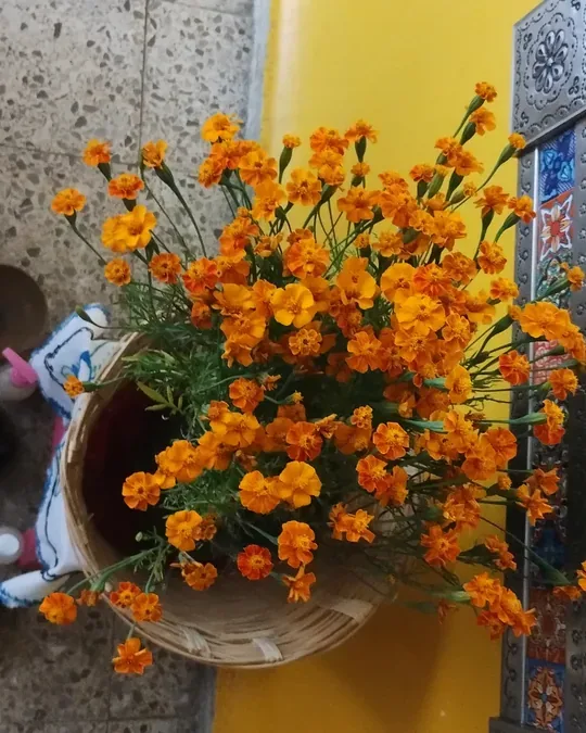 Masajes en Oaxaca Puerta al cielo · foto 4