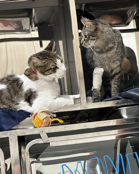 Petclinic · foto 1