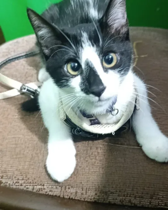 Petclinic · foto 2