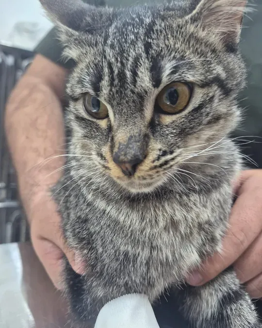 Petclinic · foto 3