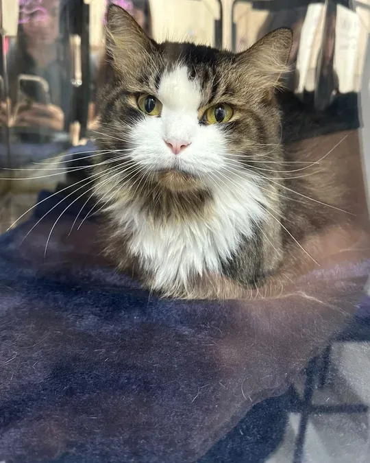 Petclinic · foto 4